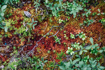 Red moss in the forest. Nature background