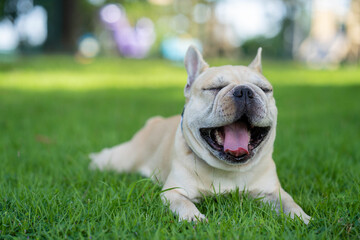Cute French bulldog lying on grass in shade at park.