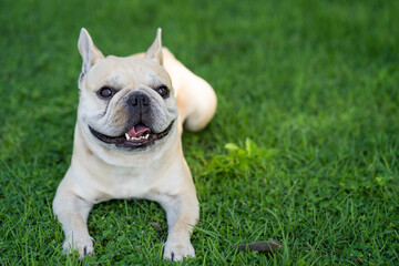 Cute French bulldog lying on grass in shade at park.