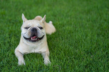 Cute French bulldog lying on grass in shade at park.