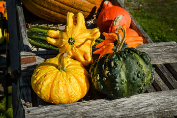 grouping of squash and pumpkins in an autumn setting in Quebec, Canada