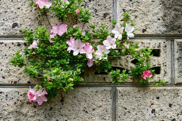 4月中旬～5月上旬に開花するのがツツジ、5月中旬～6月中旬に開花するのがサツキ
