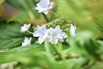 七変化とも言われるアジサイの花は色とりどりで花姿も良いため多くの日本人に好かれています