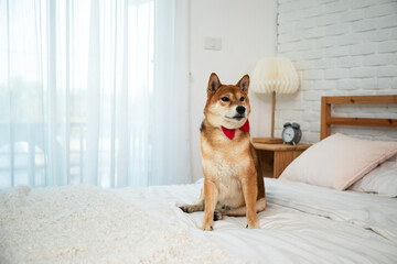 Brown Shiba Inu Dog with red ribbon sitting on white bed in bedroom with copy space