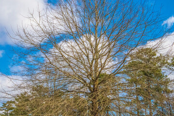 A tree with no foliage