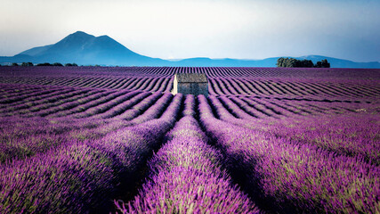 Fototapeta na wymiar Mazet in a lavender field - Valensole - France - June 2019