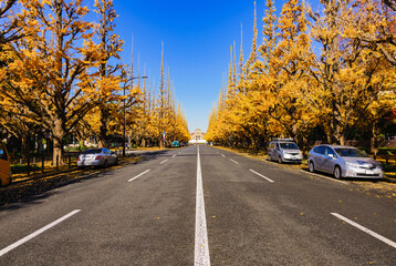 Fototapeta premium 都内の観光名所：秋の神宮のイチョウ並木【東京都】【2019年撮影】