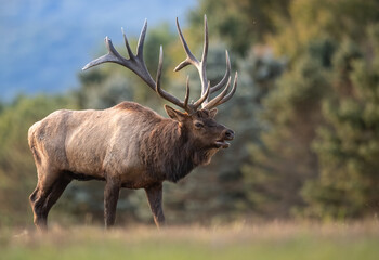 Naklejka na ściany i meble Huge Bull Elk Portrait 