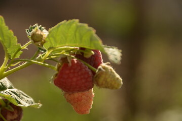 raspberries, red berries, in a plate on a dark wooden background