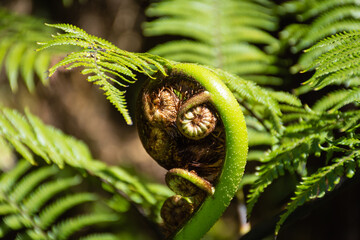 Close up of a koru unfolding in New Zealand native bush