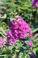 Lagerstroemia speciosa flower in nature garden