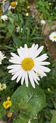 white daisy flower