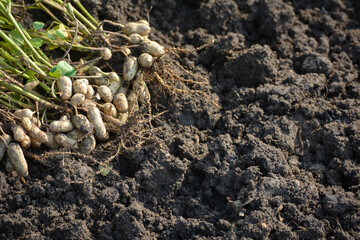 Fresh peanuts plants with roots