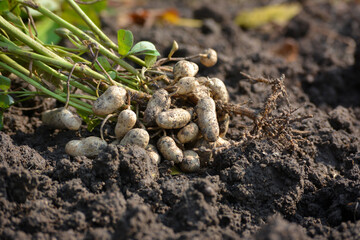 Fresh peanuts plants with roots