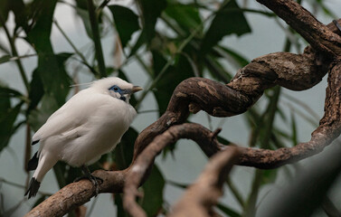 Bright  White Plumage on a Bali Myna with Dark Blue Lores