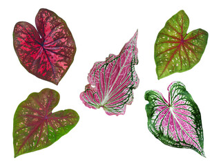 isolated caladium multicolor leaves red, pink green and brown  color by closeup texture and die cut...