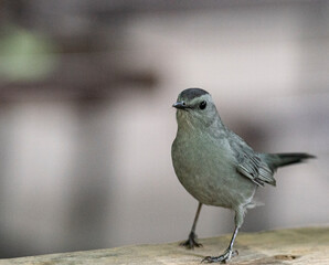 White, Grey, and Black Plumage on a Northern Catbird
