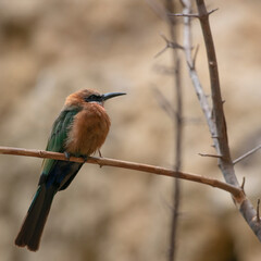 Orange, Green, and Tan Plumage on an Orange Breasted Bee Eater o a Twig