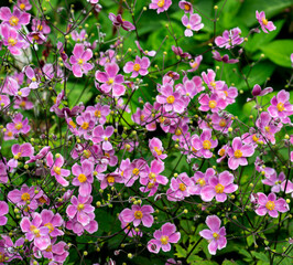 Pink and Yellow Petals on a Patch of Flowering Raspberry Blooms