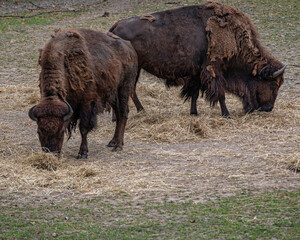 Brown Shaggy Fur on a Pair of  American Bison