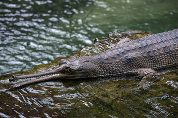 Earth Toned Scales on a Gharial Next to a Pond