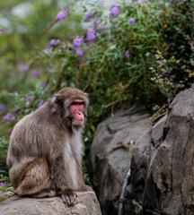 Naklejka premium Tan and White Fur on a Pink Faced Japanese Macaque