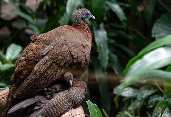Earth Toned Plumage on a Great Argus and Chick