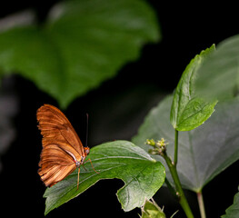 Orange and Tan Wings on a Julia Butterfly Close Up