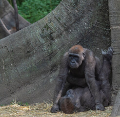Orange and Grey Fur on a Mountain Gorilla at the  Foot of a Tree