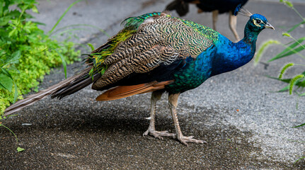 Obraz premium Iridescent Blue, Orange and Tan Plumage on a Peacock