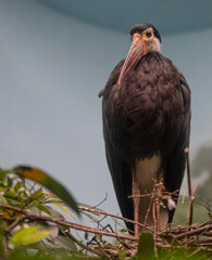 White, Tan, and Brown Plumage on a Storm Stork in Profile