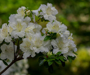 White Petals on an Azalea Bloom Close Up