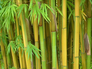 bamboo with yellow stem and green leaves