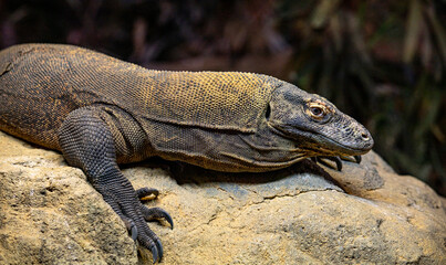 Obraz premium Komodo Dragon on a Rock