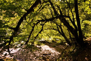 Naklejka premium Fairy forest. Trees overgrown with moss. 