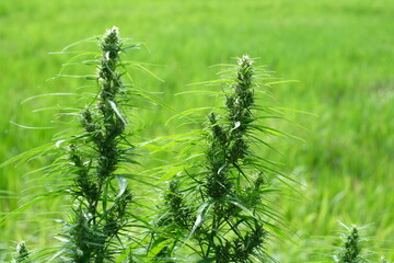 Closeup Organic cannabis, Herbal cannabis plant for healing and making medicine