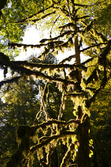 Fairy forest. Trees overgrown with moss. 