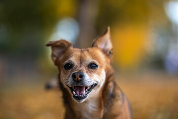 Smiling pup in autumn