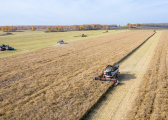 Combine harvesters gathering grain from fields in Siberia, Russia in autumn