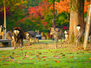 奈良公園の鹿
