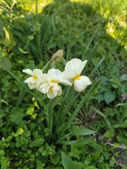 daffodils in the garden