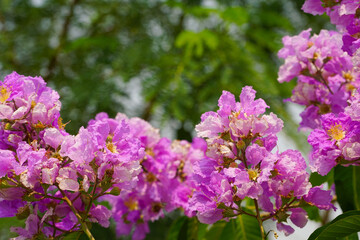 Lagerstroemia loudonii flower or Lagerstroemia floribunda. Beautiful blooming pink-purplish-white blooming flowers on the against the bright morning