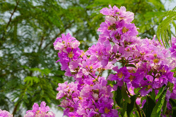 Lagerstroemia loudonii flower or Lagerstroemia floribunda. Beautiful blooming pink-purplish-white blooming flowers on the against the bright morning