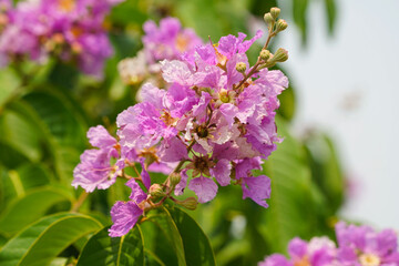 Fototapeta premium Lagerstroemia loudonii flower or Lagerstroemia floribunda. Beautiful blooming pink-purplish-white blooming flowers on the against the bright morning