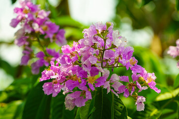 Naklejka premium Lagerstroemia loudonii flower or Lagerstroemia floribunda. Beautiful blooming pink-purplish-white blooming flowers on the against the bright morning