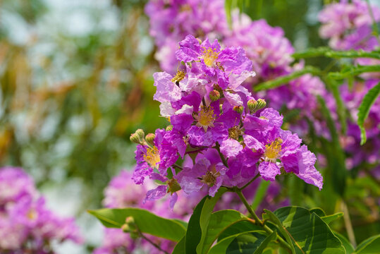 Lagerstroemia loudonii flower or Lagerstroemia floribunda. Beautiful blooming pink-purplish-white blooming flowers on the against the bright morning