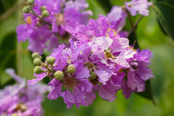 Lagerstroemia loudonii flower or Lagerstroemia floribunda. Beautiful blooming pink-purplish-white blooming flowers on the against the bright morning