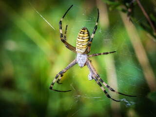 Wasp spider in her web