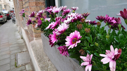 Fototapeta na wymiar Wonderful Flowers On The Windowsill In A Concrete Pot