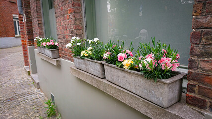 Wonderful Flowers On The Windowsill In A Concrete Pot